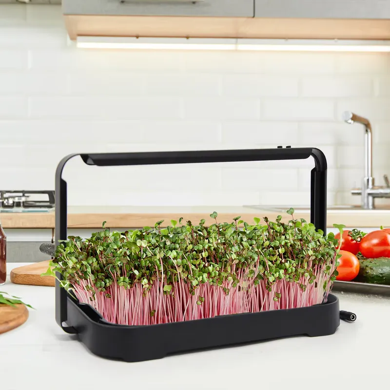 Indoor Garden Kit - Hydroponische Bak Indoor Microgreen Microgreen Zaden