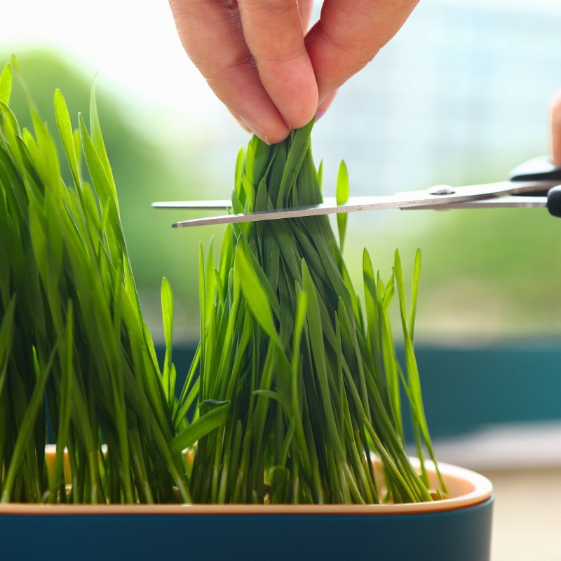 Dierbenodigdheden Kattensnacks - Hydroponic Grow Pod recensie en prijs