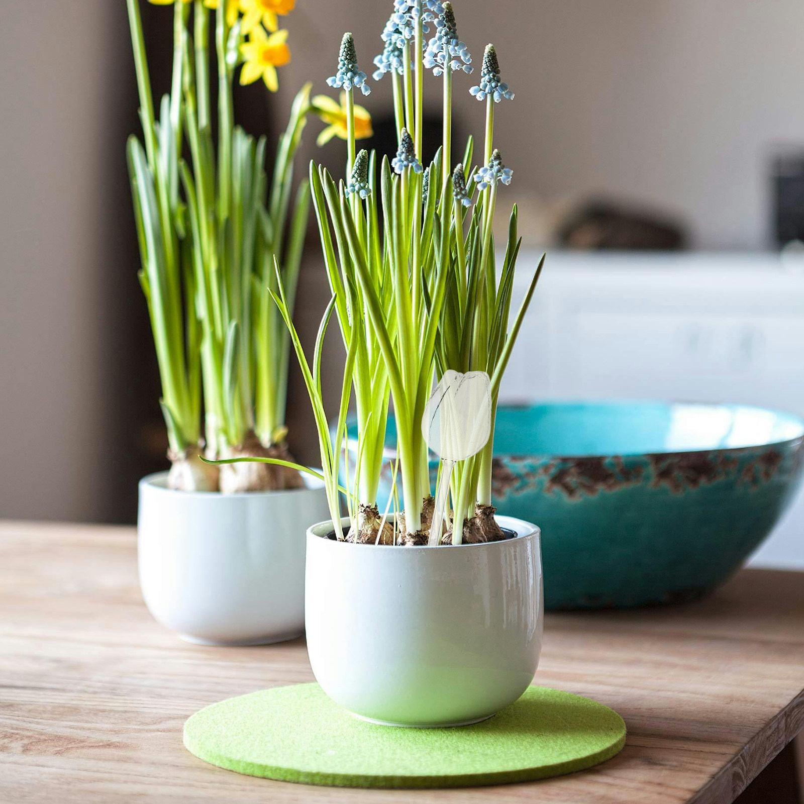 2 stuks hoogwaardige glazen wa - Self Watering Planter recensie en prijs