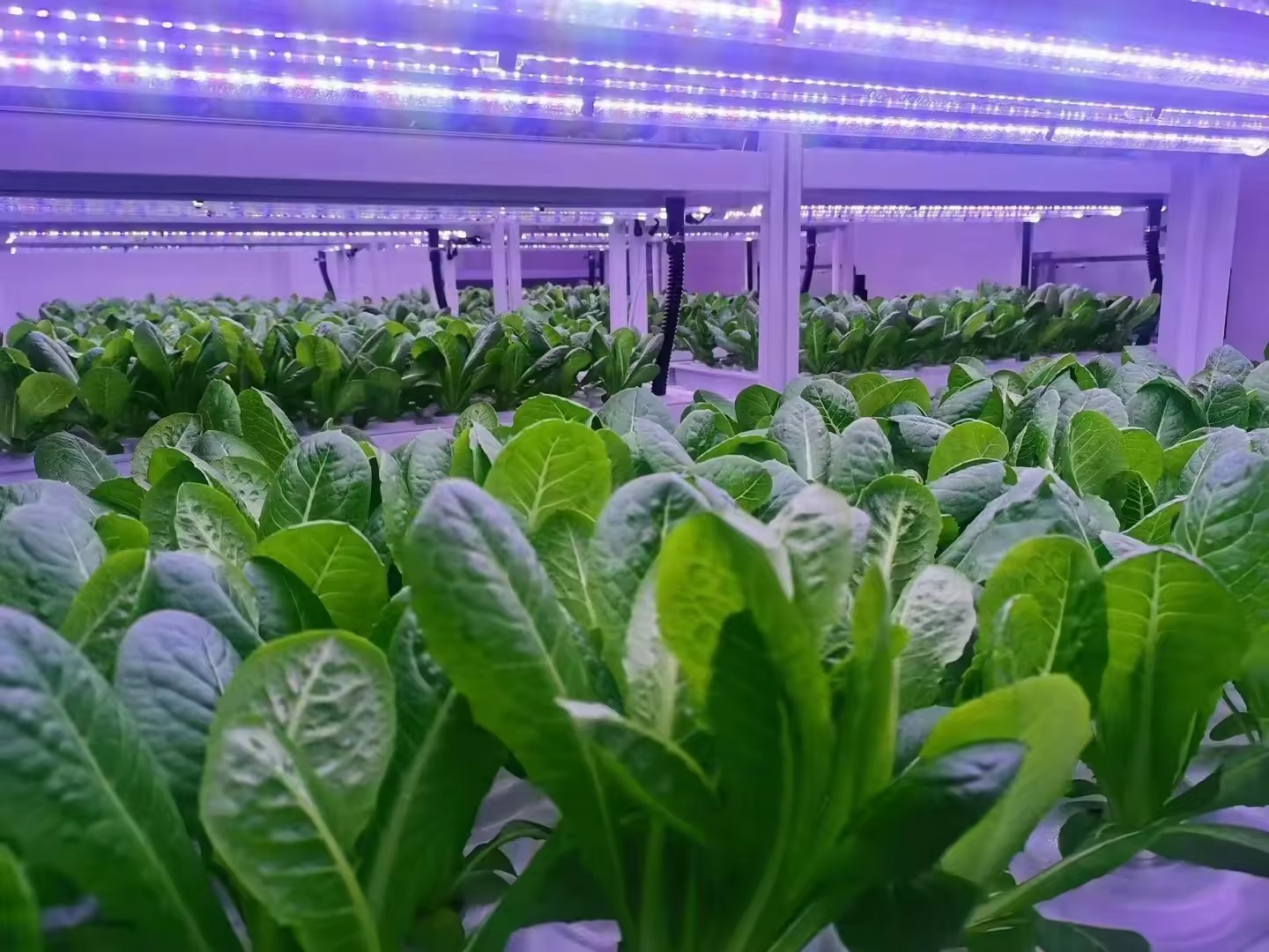 f Kas Landbouwuitrusting Groei - Hydroponic Tower recensie en prijs