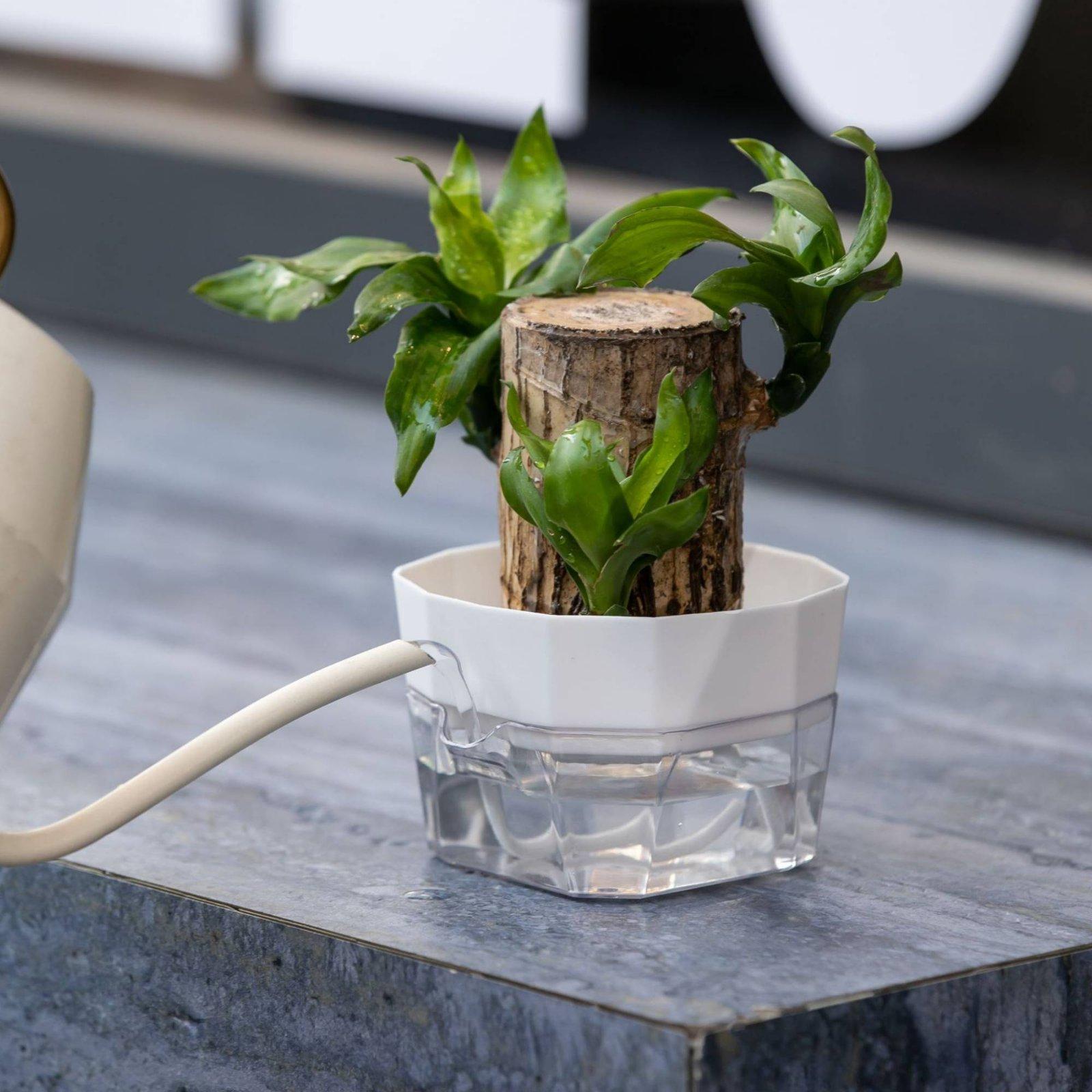 Hydroponische vaas met twee la - Self Watering Planter recensie en prijs